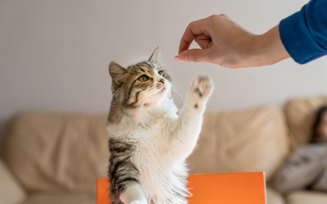 Grundlagen des Kätzchentrainings – Tipps für neue Katzenbesitzer