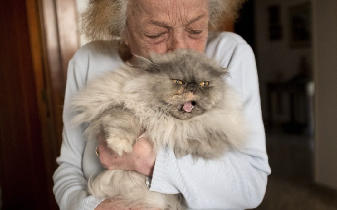 Pflege älterer Katzen