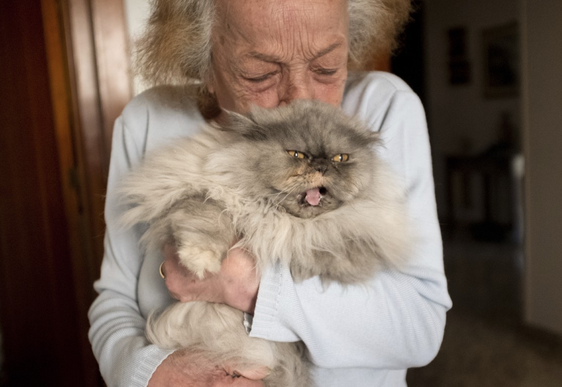 Pflege älterer Katzen