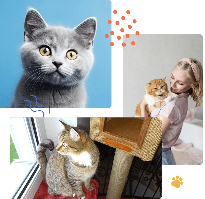 Alle-Katzen-lieben-Catsaventure-