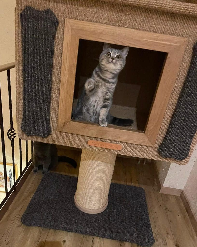 Katzen lieben catsadventure