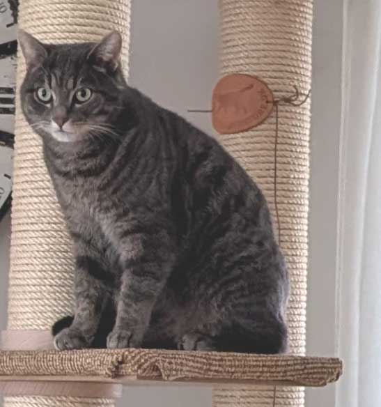 Absolute Empfehlung-alle Pfoten hoch Kopieren